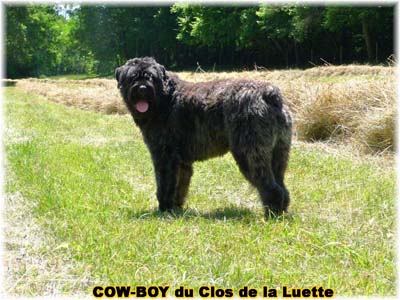 le bouvier des flandres et le cheval - Elevage du CLOS DE LA LUETTE - COPYRIGHT DEPOSE